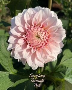 Cosey Town Bermuda Pink