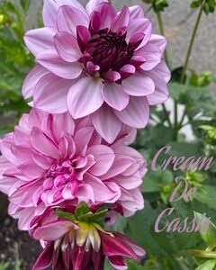 Cream De Cassis
