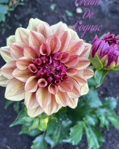 Cream De Cognac