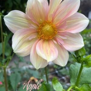 Apple Blossom