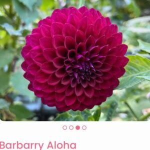 Barbarry Aloha