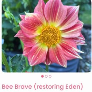 Bee Brave