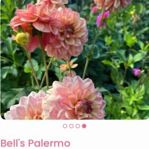 Bell's Palermo