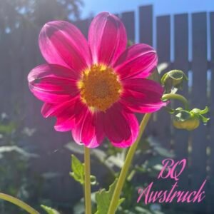 BQ Awstruck