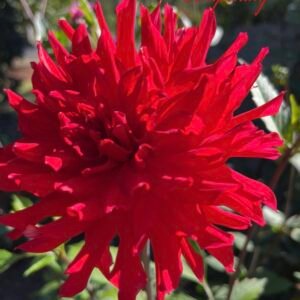 BQ Compelling