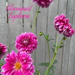 BQ Euphoria