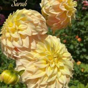 Bracken Sarah