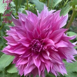 Cafe Au Lail Rose