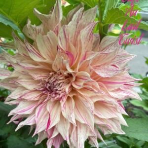 Cafe Au Lait Twist