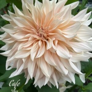 Cafe Au Lait