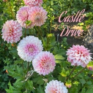 Castle Drive