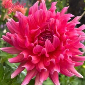 Coral Gypsie
