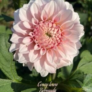 CT Bermuda Pink