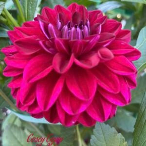 CT Dolly's Heart