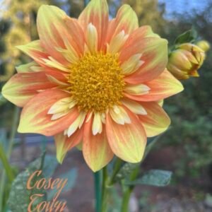 CT Honey Pot