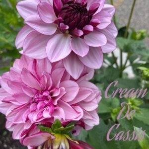 Creme De Cassis