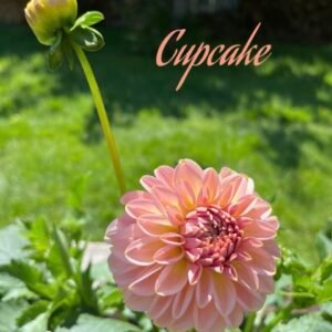 Cupcake