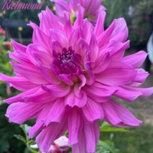 Helen Richmond