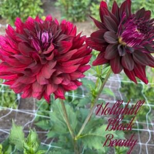 Hollyhill Black Beauty