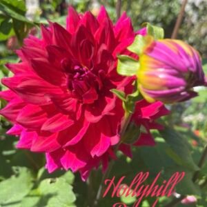 Hollyhill Pandora