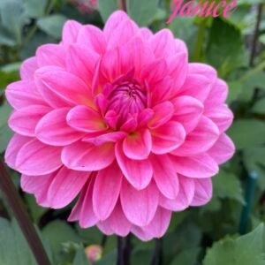 Janice