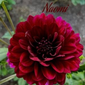 Karma Naomi