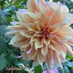 Labyrinth
