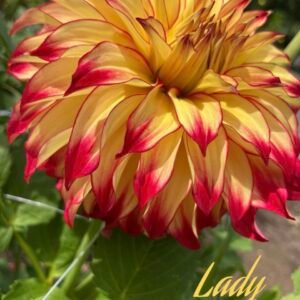 Lady Darlene