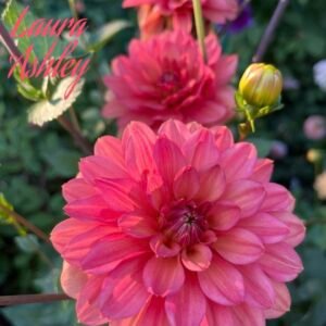Laura Ashley