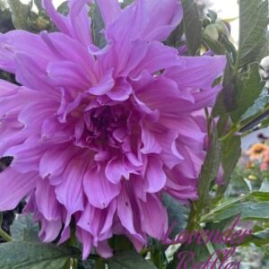 Lavender Ruffles