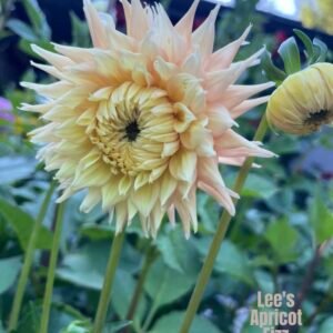 Lee's Apricot Fizz