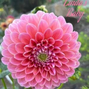 Linda's Baby