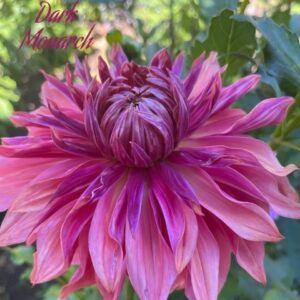 Penhill Dark Monarch