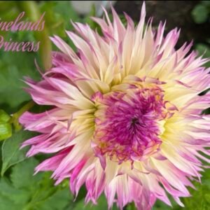 Pineland Princess