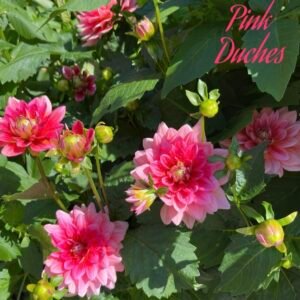 Pink Duches