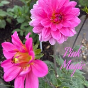 Pink Magic