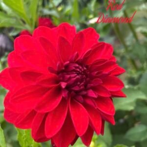 Red Diamond