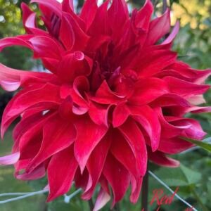 Red Labyrinth