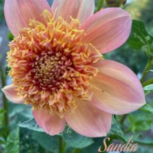Sandia Brocade