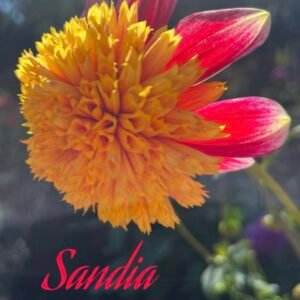 Sandia Panama
