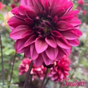 Senior's Hope