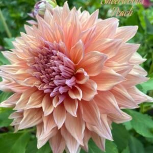 Sherwood Peach