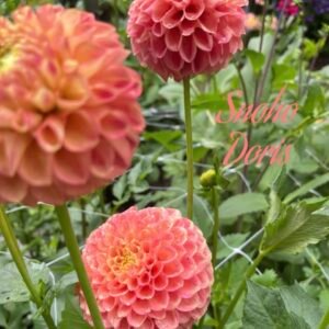 Snoho Doris