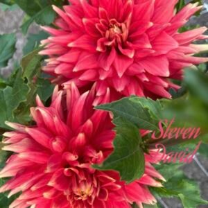 Steven David