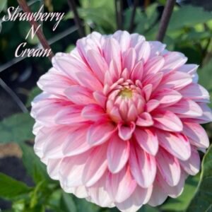 Strawberry N Cream