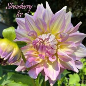 Strawberry Ice