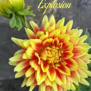 Sun Explosion