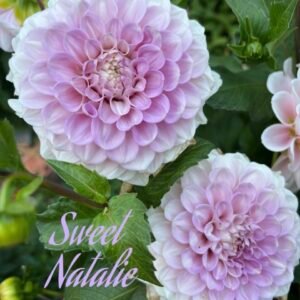 Sweet Natalie