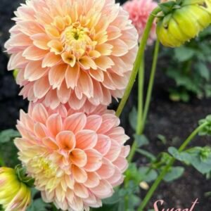 Sweet Suzanne