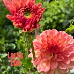 Larks Ebb